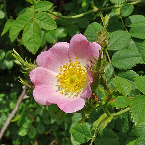 Kleinblütige Rose / Rosa micrantha
