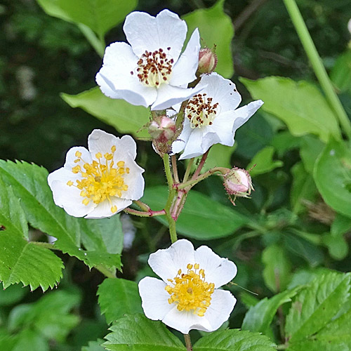 Vielblütige Rose / Rosa multiflora