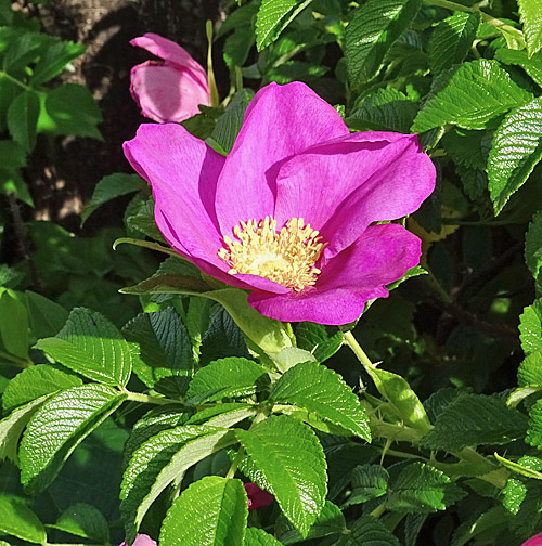Kartoffel-Rose / Rosa rugosa