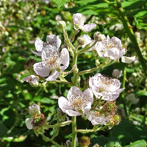 Echte Brombeere / Rubus fruticosus aggr.