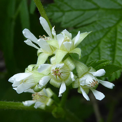 Steinbeere / Rubus saxatilis