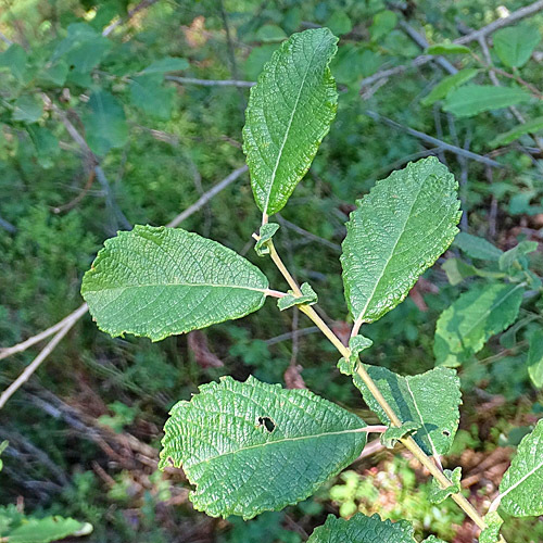 Ohr-Weide / Salix aurita