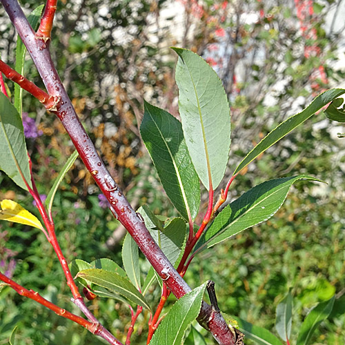 Reif-Weide / Salix daphnoides