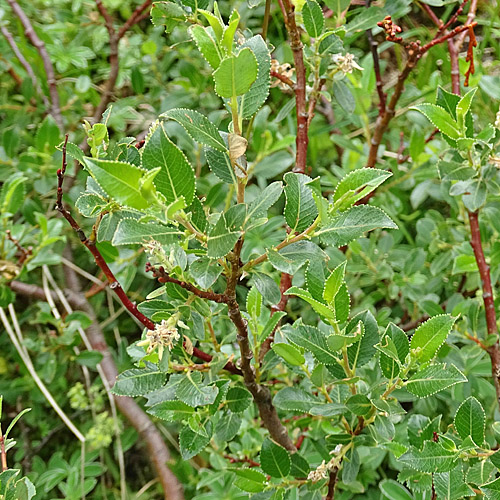 Stink-Weide / Salix foetida