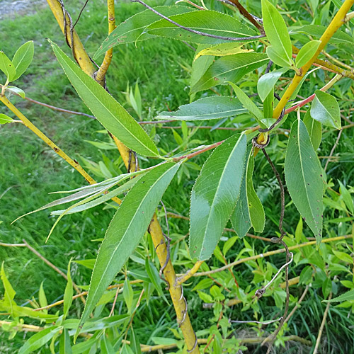 Bruch-Weide / Salix fragilis