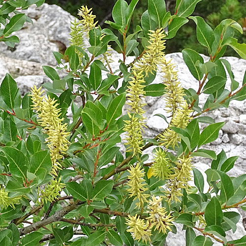 Kahle Weide / Salix glabra