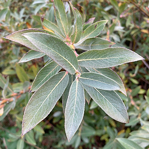 Schlankgrifflige Weide / Salix gracilistyla
