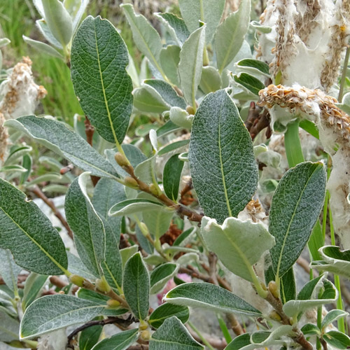 Schweizer Weide / Salix helvetica