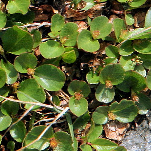 Kraut-Weide / Salix herbacea