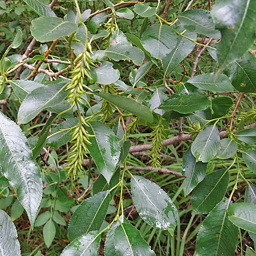Lorbeer-Weide / Salix pentandra