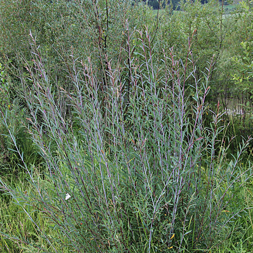 Purpur-Weide / Salix purpurea