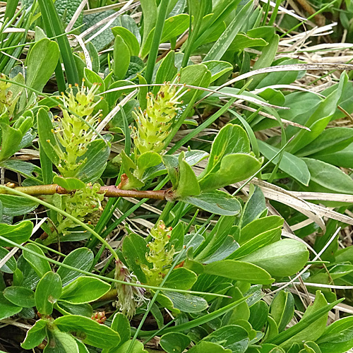 Stumpfblättrige Weide / Salix retusa