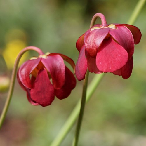 Krugpflanze / Sarracenia purpurea