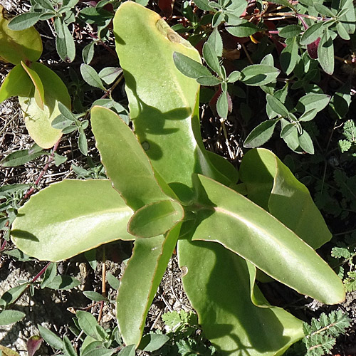 Gewöhnliches Riesen-Fettkraut / Sedum telephium subsp. maximum