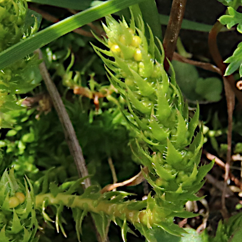 Dorniger Moosfarn / Selaginella selaginoides