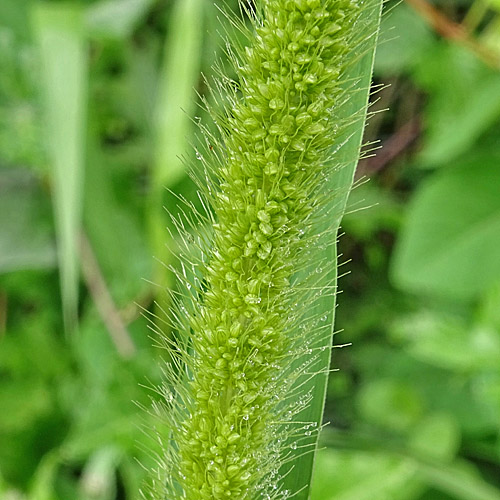 Grüne Borstenhirse / Setaria viridis