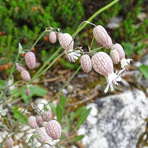Alpen-Klatschnelke / Silene vulgaris ssp. glareosa