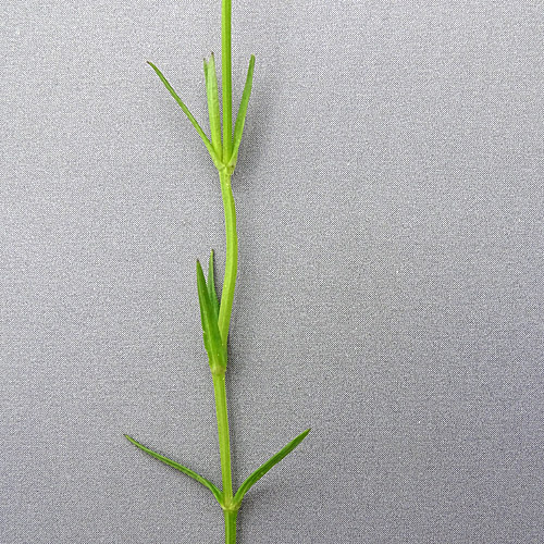 Gras-Sternmiere / Stellaria graminea