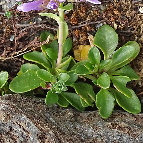 Doldentraubiges Rundblättriges Täschelkraut / Thlaspi rotundifolium subsp. corymbosum