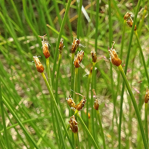 Rasen-Haarbinse / Trichophorum cespitosum