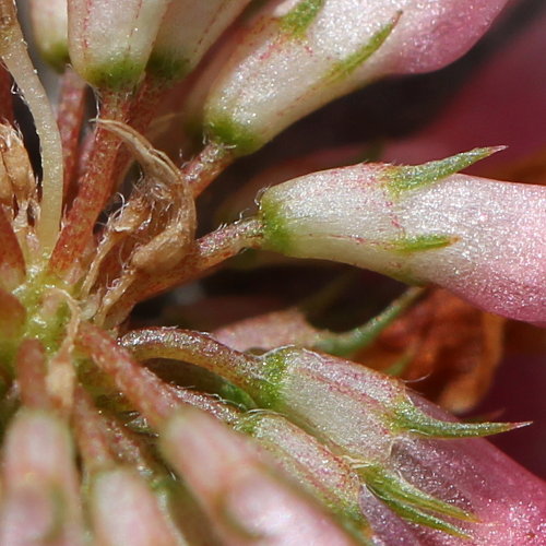 Gewöhnlicher Bastard-Klee / Trifolium hybridum