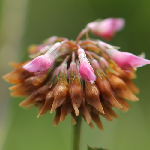 Gewöhnlicher Bastard-Klee / Trifolium hybridum