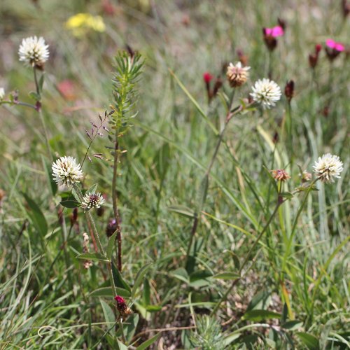 Berg-Klee / Trifolium montanum