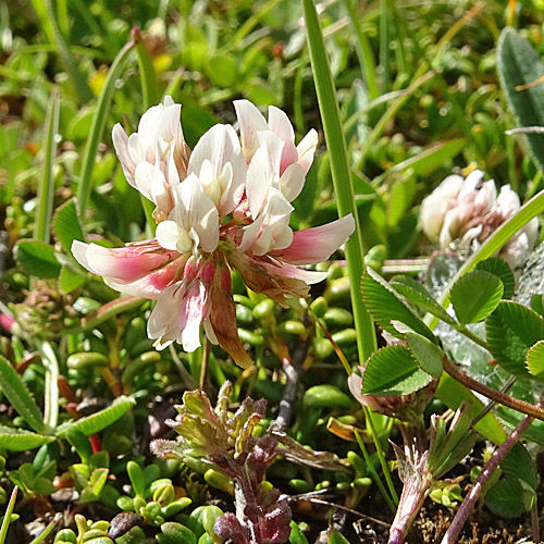 Bleicher Klee / Trifolium pallescens