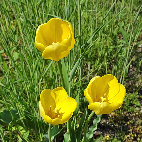 Grengjer Tulpe / Tulipa grengiolensis