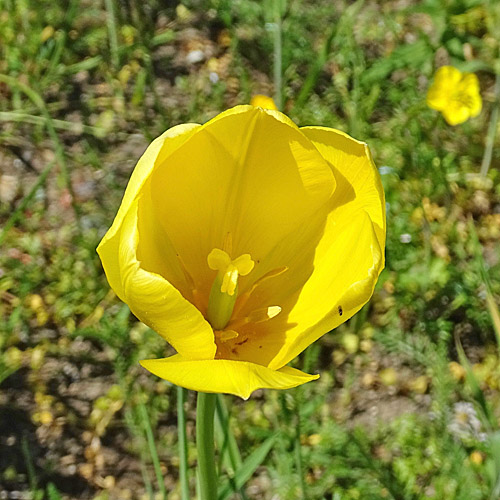 Grengjer Tulpe / Tulipa grengiolensis