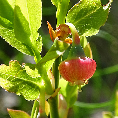 Heidelbeere / Vaccinium myrtillus