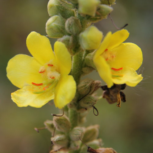 Filzige Königskerze / Verbascum phlomoides