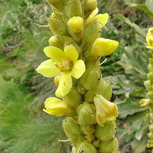 Dickblättrige Kleinblütige Königskerze / Verbascum thapsus subsp.montanum