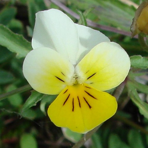 Acker-Stiefmütterchen / Viola arvensis