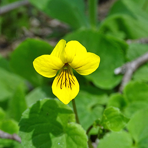 Gelbes Berg-Veilchen / Viola biflora