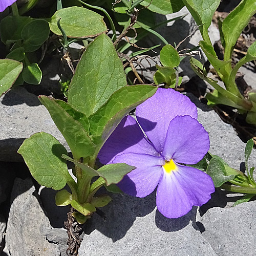 Mont Cenis-Stiefmütterchen / Viola cenisia