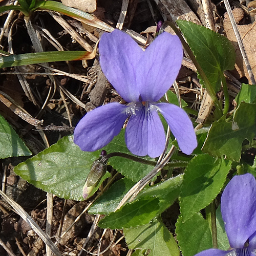 Rauhaariges Veilchen / Viola hirta