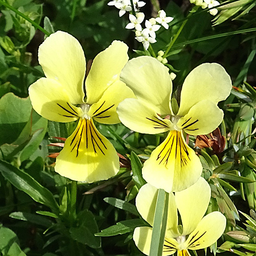 Gelbes Alpen-Stiefmütterchen / Viola lutea