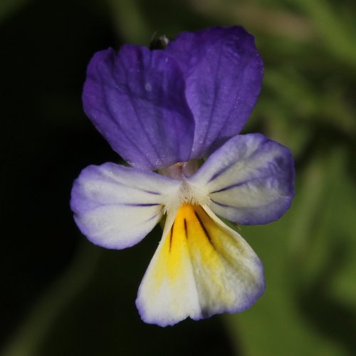 Gewöhnliches Feld-Stiefmütterchen / Viola tricolor