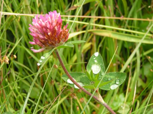 Wiesen Klee Trifolium Pratense Portrait Aus Dem Online Herbarium