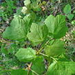 Blätterfoto Acer opalus