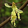 Blütenfoto Acer opalus