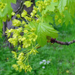 Portraitfoto Acer platanoides