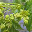 Blütenfoto Acer platanoides