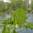 Blätterfoto Acer platanoides