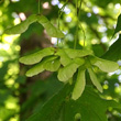 Fruchtfoto Acer platanoides