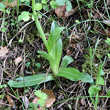 Blätterfoto Orchis anthropophora