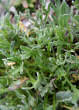 Blätterfoto Achillea clavenae
