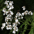 Blütenfoto Achillea macrophylla