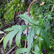 Blätterfoto Achillea macrophylla